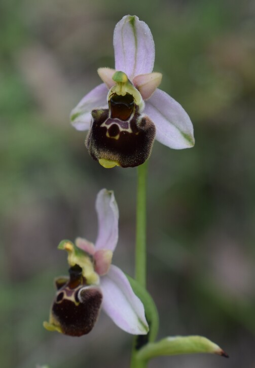 Ophrys tetraloniae a gog! (Val di Taro e Val Ceno, Appennino Parmense)