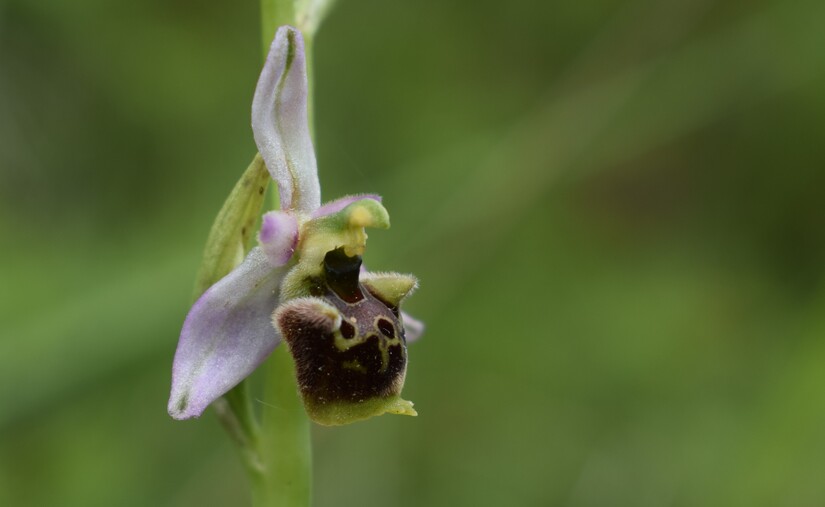 Ophrys tetraloniae a gog! (Val di Taro e Val Ceno, Appennino Parmense)