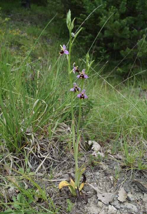 Ophrys tetraloniae a gog! (Val di Taro e Val Ceno, Appennino Parmense)