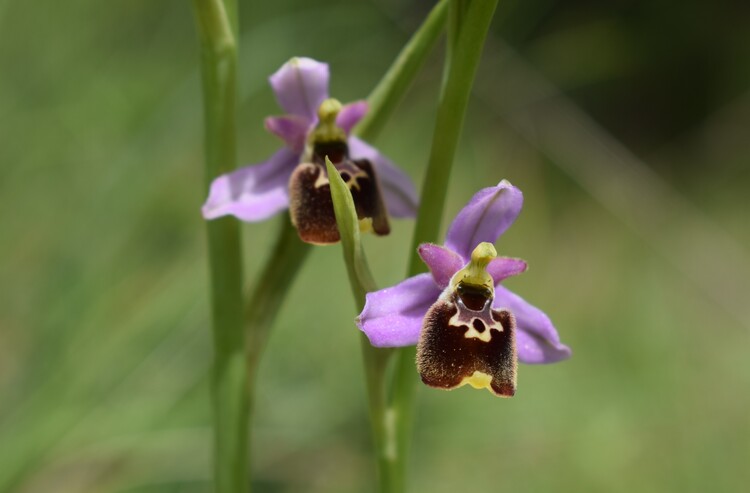 Ophrys tetraloniae a gog! (Val di Taro e Val Ceno, Appennino Parmense)