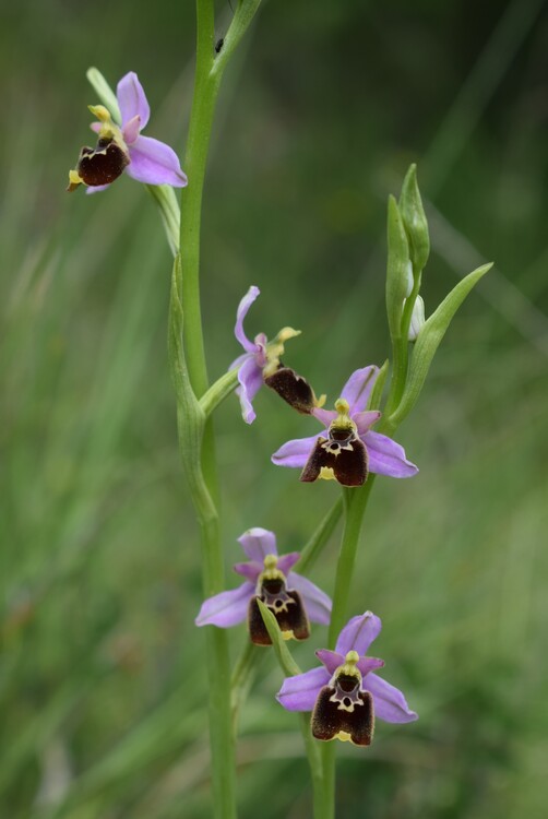 Ophrys tetraloniae a gog! (Val di Taro e Val Ceno, Appennino Parmense)