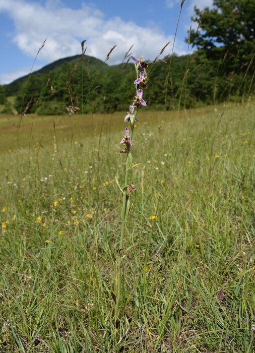 Ophrys albertiana (Val Ceno, Appennino Parmense)