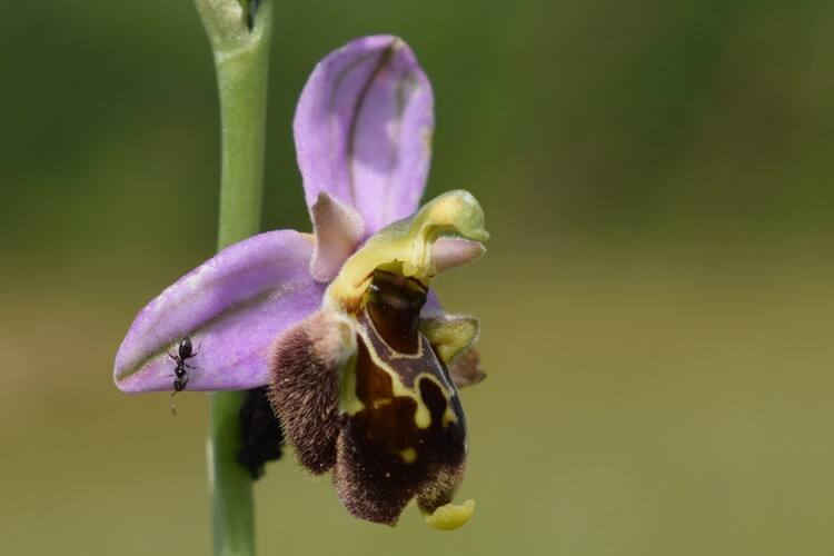 Ophrys albertiana (Val Ceno, Appennino Parmense)