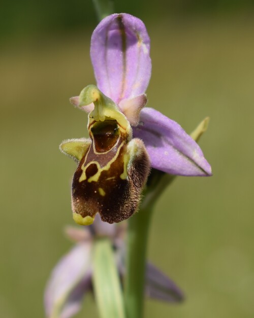 Ophrys albertiana (Val Ceno, Appennino Parmense)