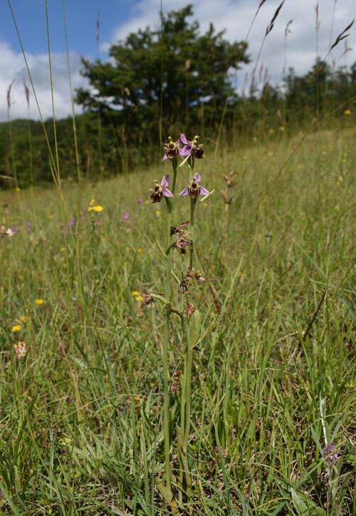 Ophrys albertiana (Val Ceno, Appennino Parmense)