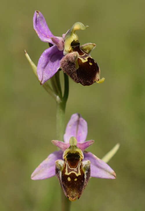 Ophrys albertiana (Val Ceno, Appennino Parmense)