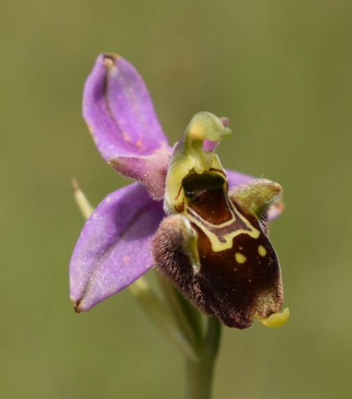 Ophrys albertiana (Val Ceno, Appennino Parmense)