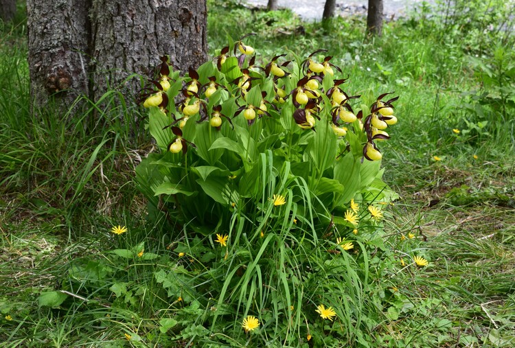 Pi bella cosa non c''... Cypripedium calceolus (Parco Adamello Bresciano)