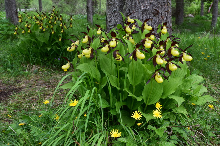 Pi bella cosa non c''... Cypripedium calceolus (Parco Adamello Bresciano)