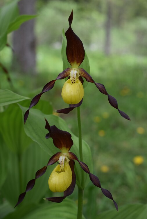 Pi bella cosa non c''... Cypripedium calceolus (Parco Adamello Bresciano)