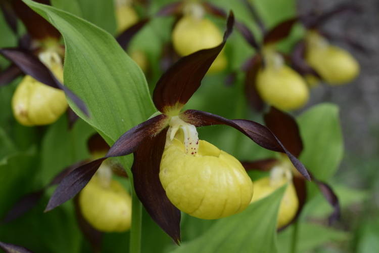 Pi bella cosa non c''... Cypripedium calceolus (Parco Adamello Bresciano)