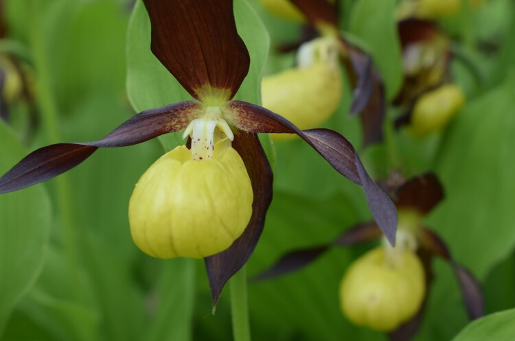 Pi bella cosa non c''... Cypripedium calceolus (Parco Adamello Bresciano)