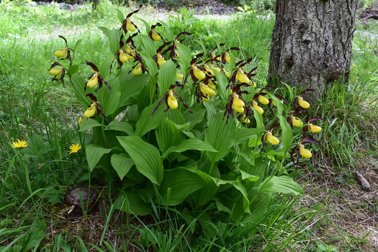 Pi bella cosa non c''... Cypripedium calceolus (Parco Adamello Bresciano)