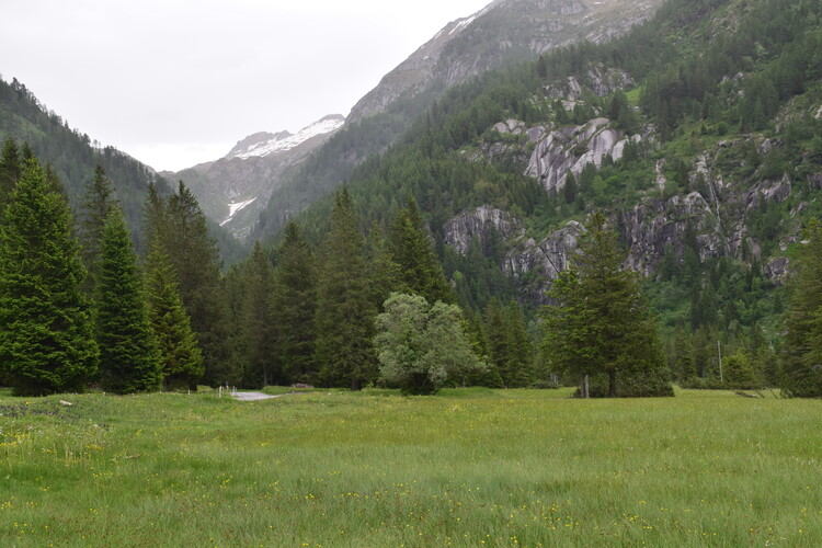 Pi bella cosa non c''... Cypripedium calceolus (Parco Adamello Bresciano)