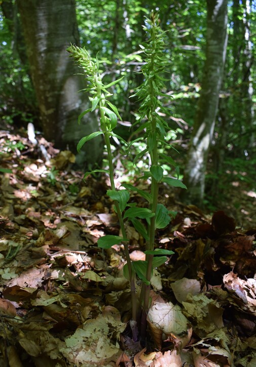 Epipactis da identificare... (Val d''Arda, Appennino Piacentino)