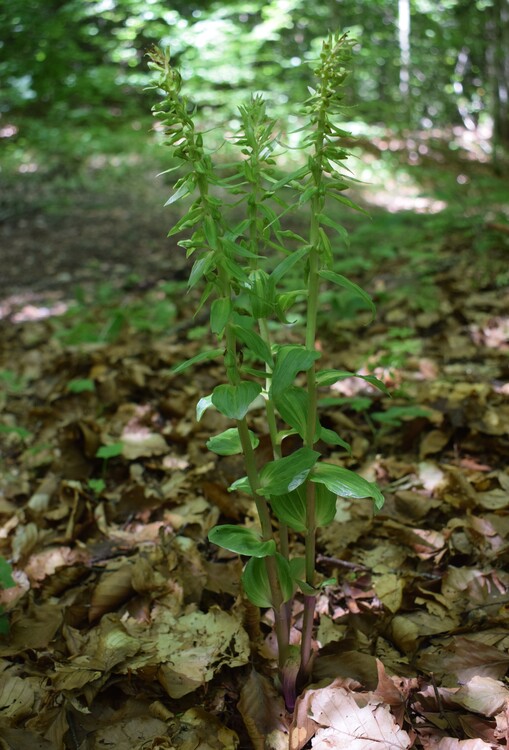 Epipactis da identificare... (Val d''Arda, Appennino Piacentino)