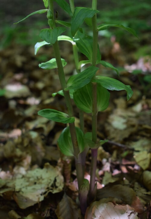 Epipactis da identificare... (Val d''Arda, Appennino Piacentino)