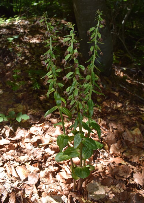 Epipactis da identificare... (Val d''Arda, Appennino Piacentino)