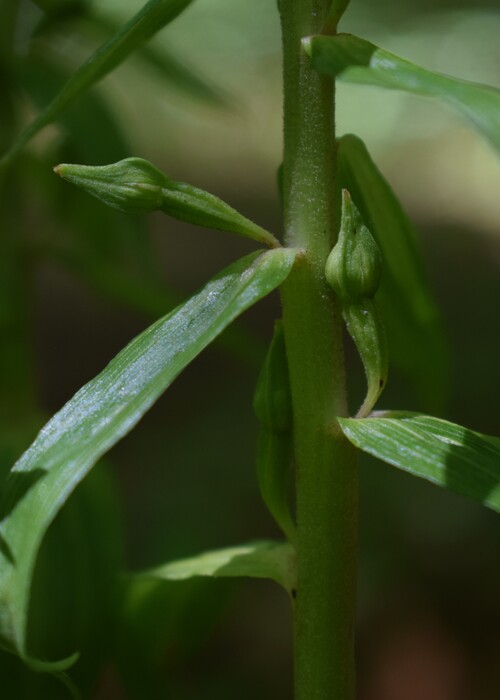 Epipactis da identificare... (Val d''Arda, Appennino Piacentino)