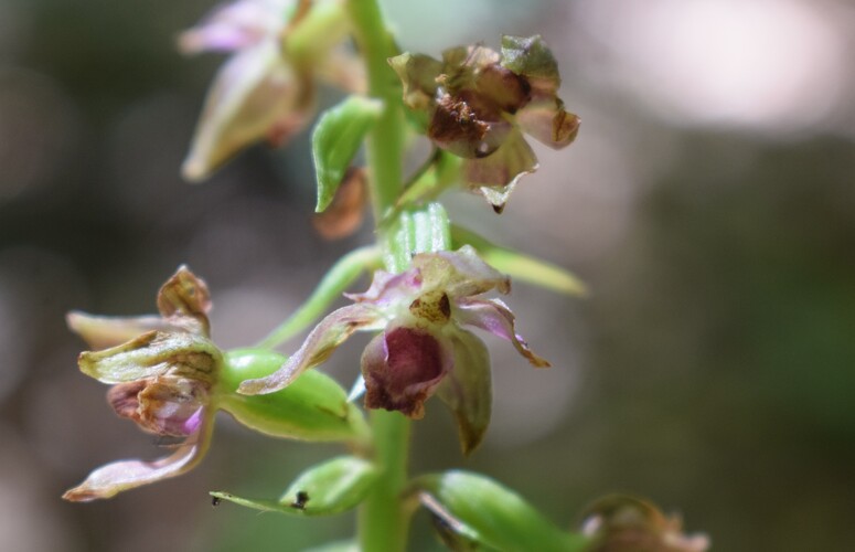 Epipactis da identificare... (Val d''Arda, Appennino Piacentino)