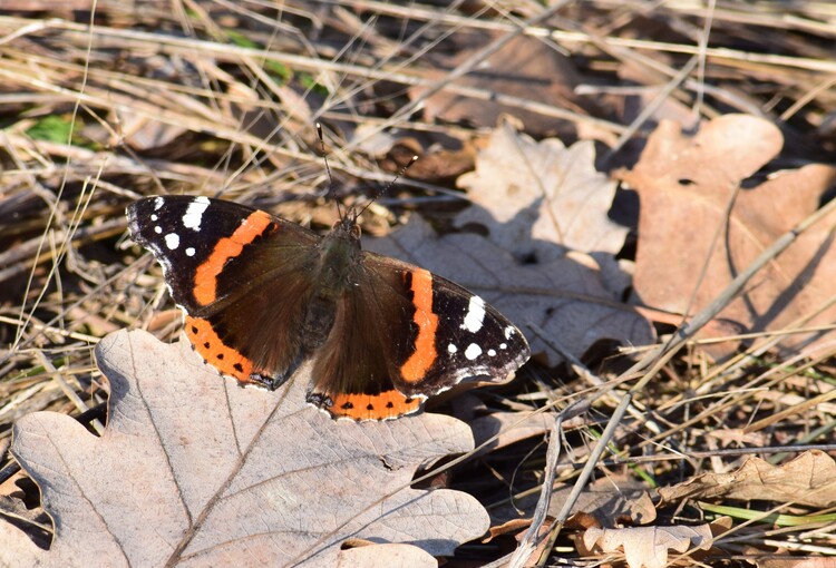 Info su Vanessa atalanta