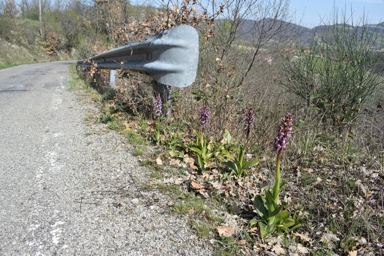 Le Barlie degli Appennini (da Pavia a Bologna)