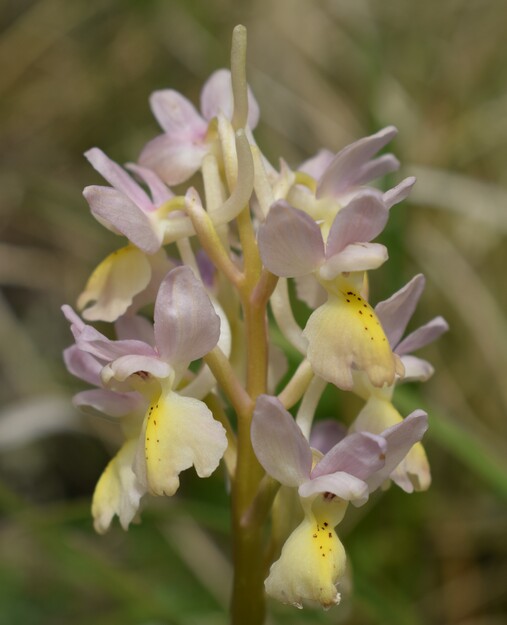 Il festival delle Orchis colemanii (Alpi Apuane)