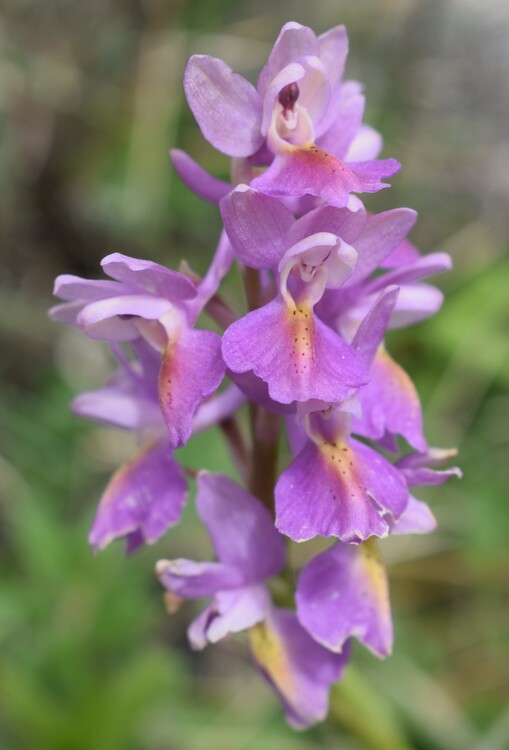 Il festival delle Orchis colemanii (Alpi Apuane)