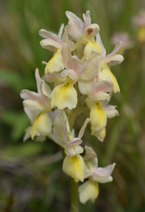 Il festival delle Orchis colemanii (Alpi Apuane)