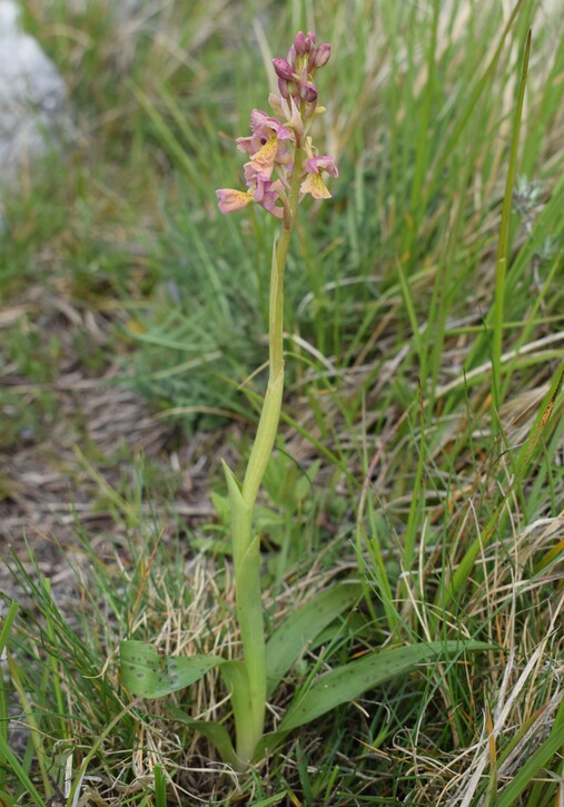 Il festival delle Orchis colemanii (Alpi Apuane)