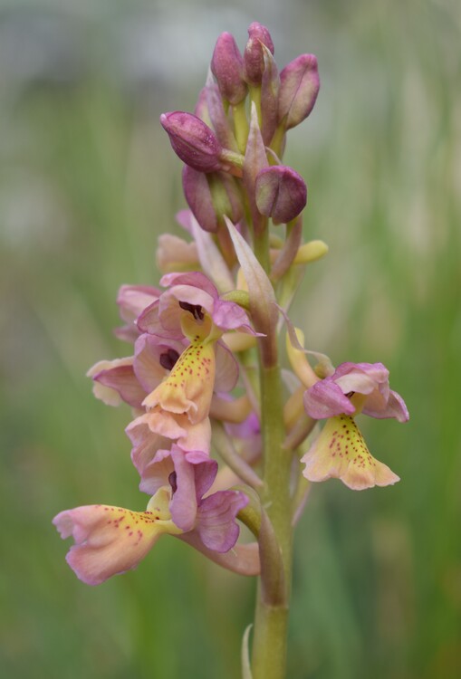 Il festival delle Orchis colemanii (Alpi Apuane)