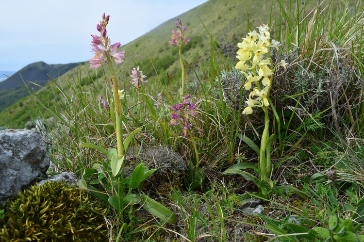 Il festival delle Orchis colemanii (Alpi Apuane)