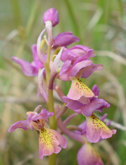 Il festival delle Orchis colemanii (Alpi Apuane)