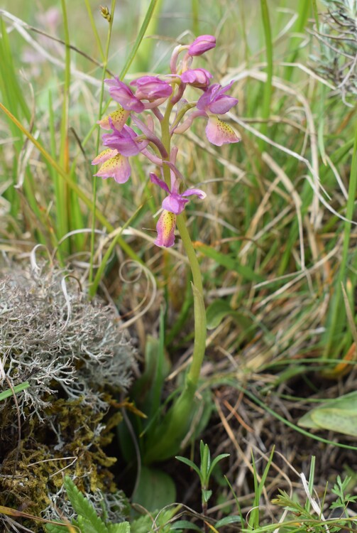 Il festival delle Orchis colemanii (Alpi Apuane)