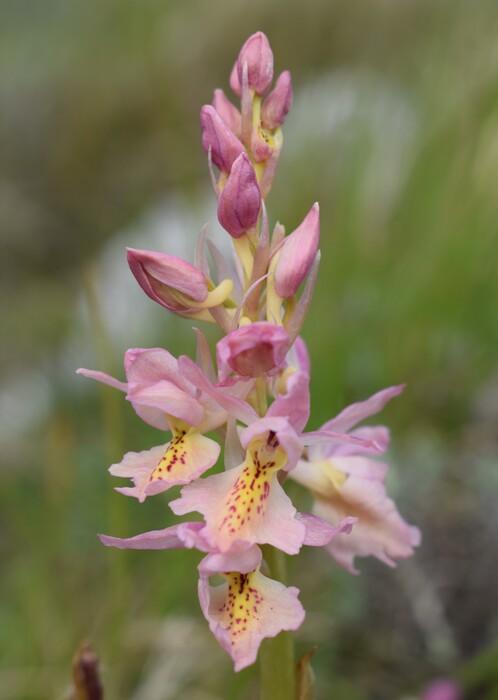 Il festival delle Orchis colemanii (Alpi Apuane)