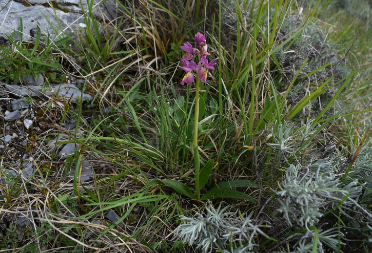 Il festival delle Orchis colemanii (Alpi Apuane)