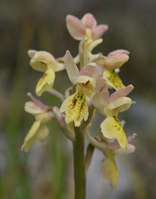 Il festival delle Orchis colemanii (Alpi Apuane)