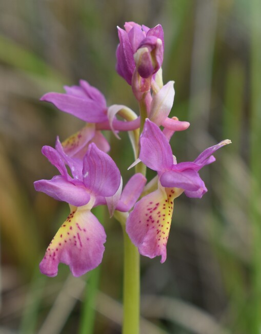 Il festival delle Orchis colemanii (Alpi Apuane)