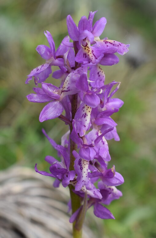 Il festival delle Orchis colemanii (Alpi Apuane)