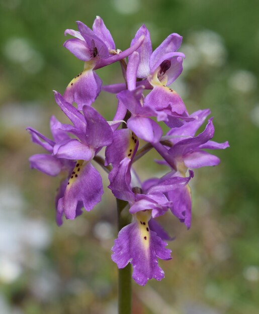 Il festival delle Orchis colemanii (Alpi Apuane)