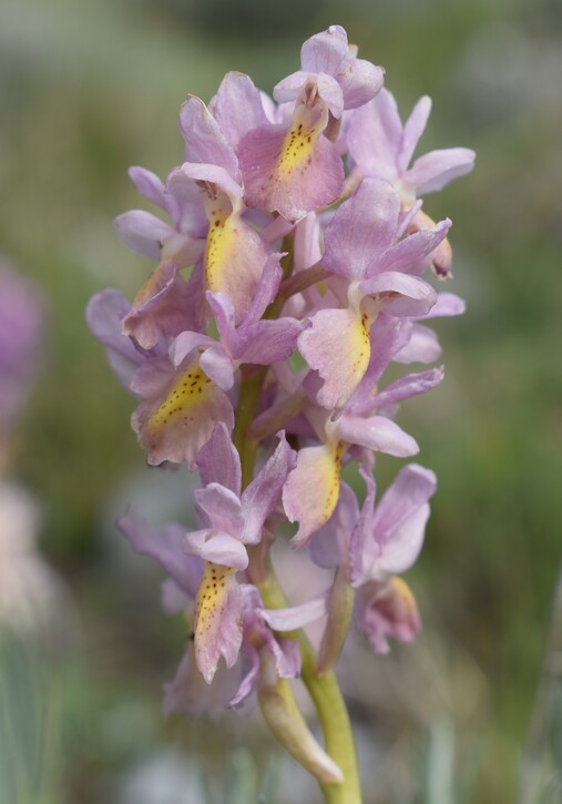 Il festival delle Orchis colemanii (Alpi Apuane)