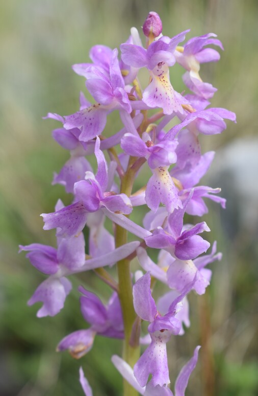 Il festival delle Orchis colemanii (Alpi Apuane)