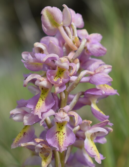 Il festival delle Orchis colemanii (Alpi Apuane)