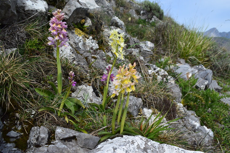 Il festival delle Orchis colemanii (Alpi Apuane)