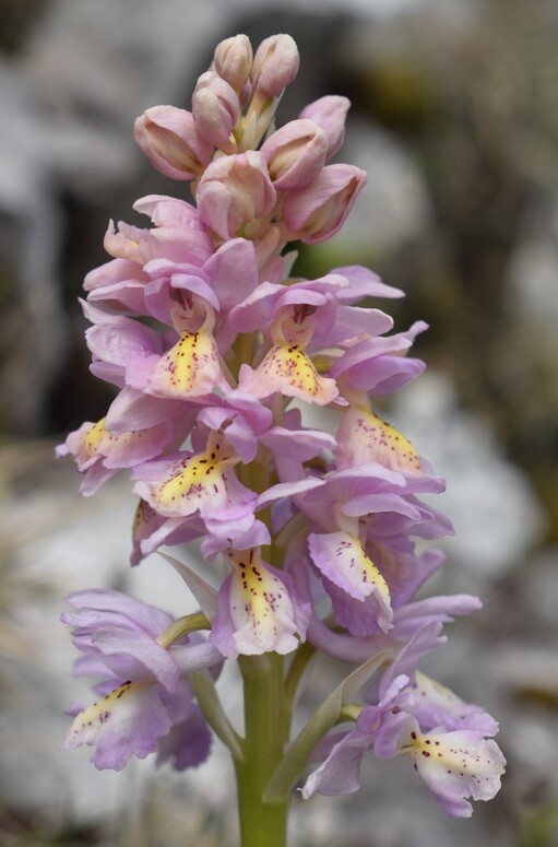 Il festival delle Orchis colemanii (Alpi Apuane)