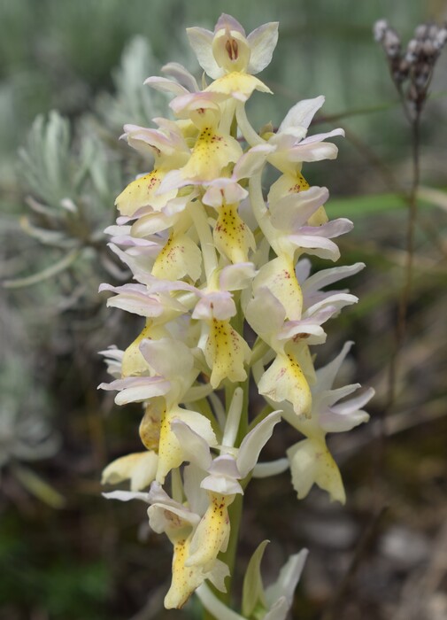 Il festival delle Orchis colemanii (Alpi Apuane)