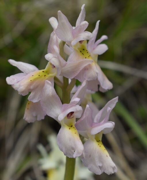 Il festival delle Orchis colemanii (Alpi Apuane)