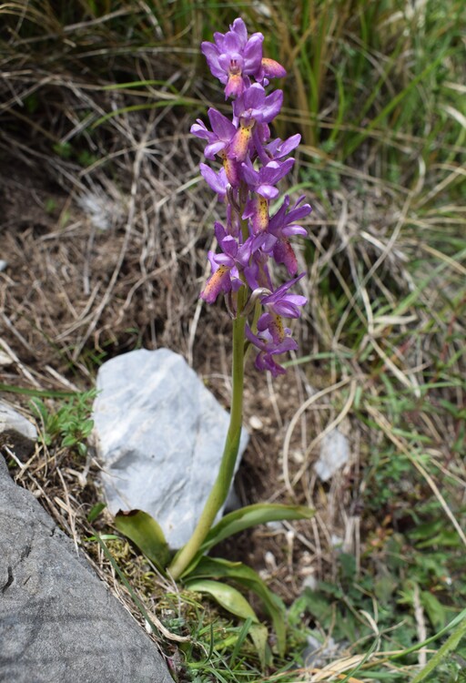 Il festival delle Orchis colemanii (Alpi Apuane)