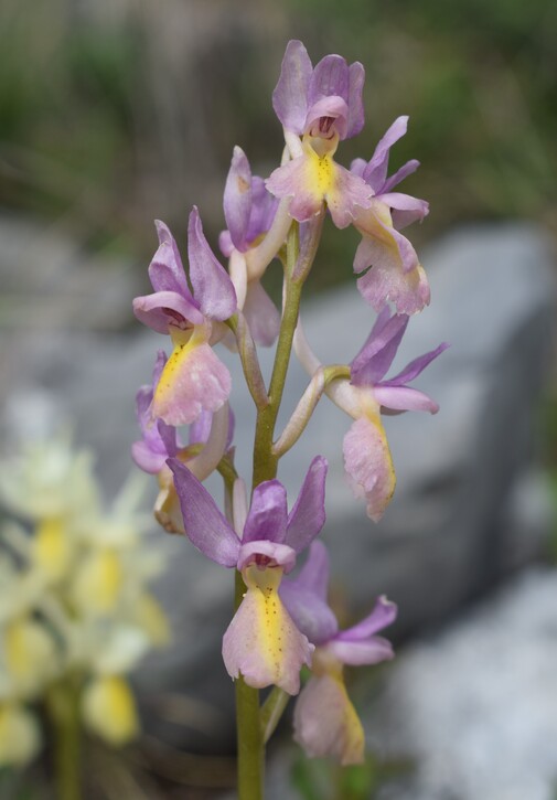 Il festival delle Orchis colemanii (Alpi Apuane)