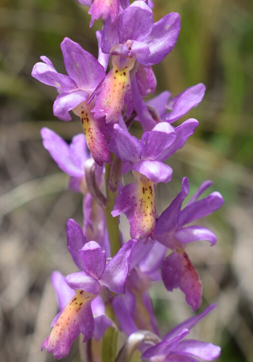 Il festival delle Orchis colemanii (Alpi Apuane)